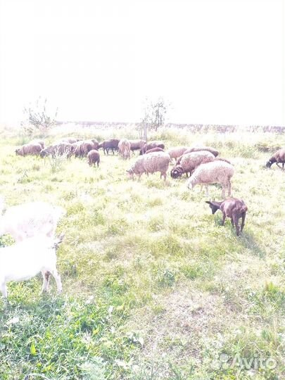 Овцы бараны ягнята
