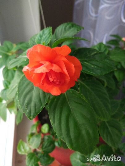 Бальзамин оранжевый махровый