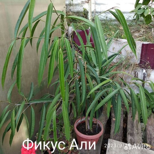 Алоэ столетник
