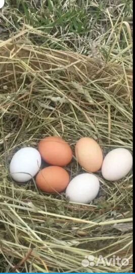 Домашние куриные яйца