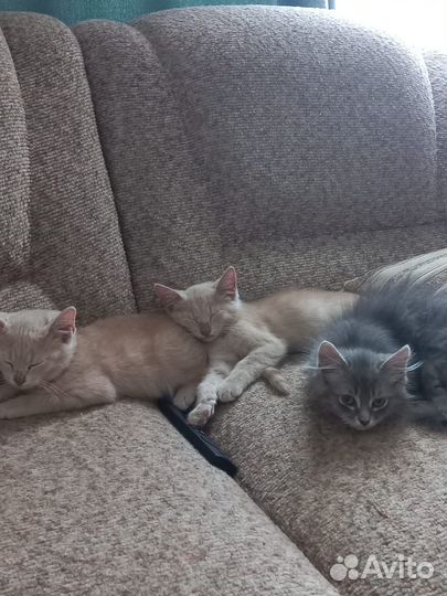 Отдаём котят в добрые руки