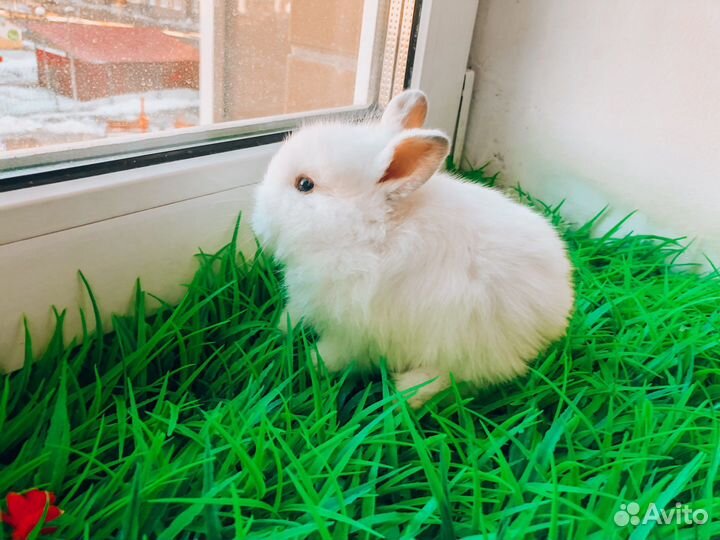 Карликовый кролик хотот