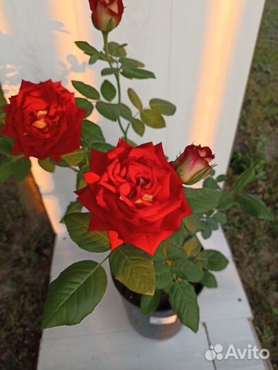 Растения для сада