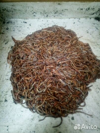 Черви Дендробена