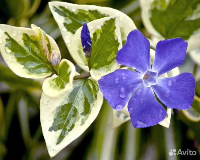 Растения для сада