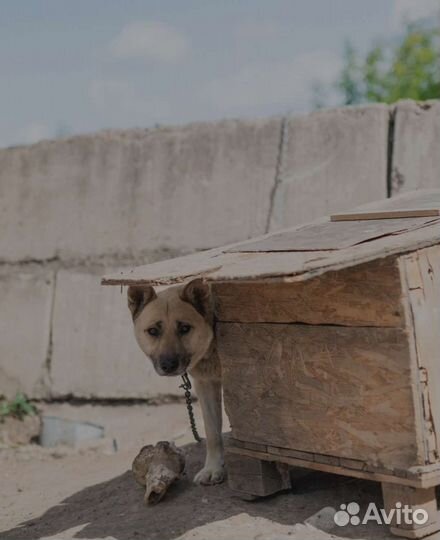 Метис овчарки в отлове. Заберите его домой