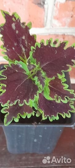 Колеусы вегетативные