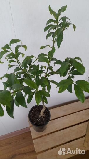 Кумкват сорт Маргарита