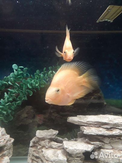 Аквариумные рыбки