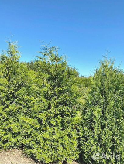 Туя Брабант ком / оптом