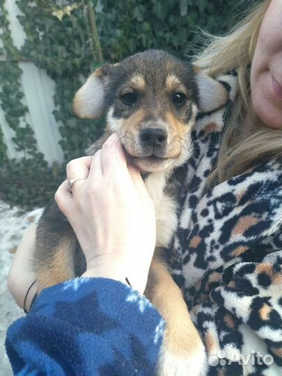 Отдам в добрые руки щенят,2 девочки и 3 мальчика