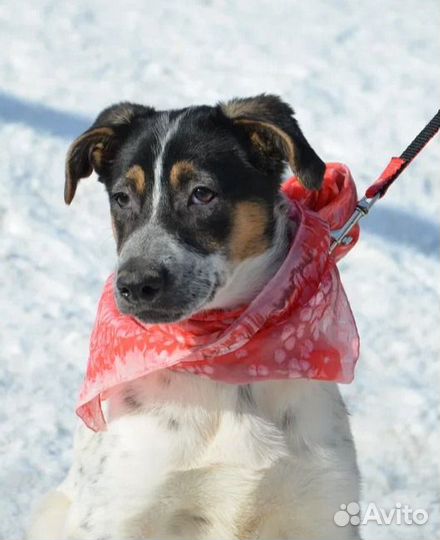 Малыши - собаки