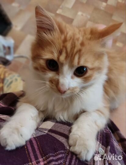 Котик в дар