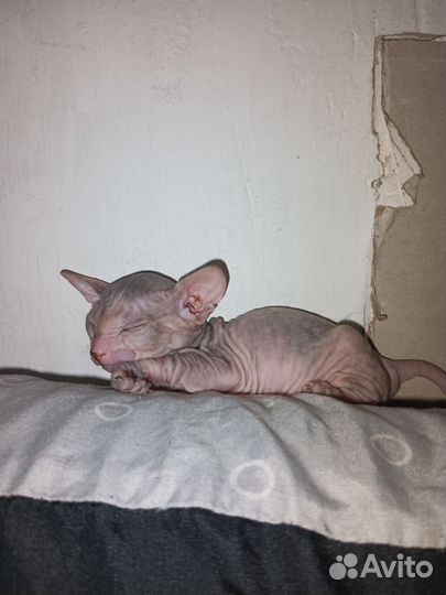 Донской сфинкс котята