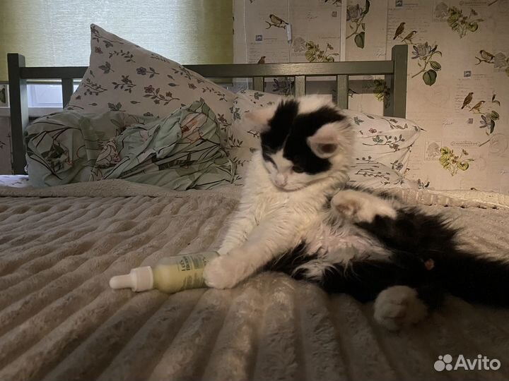 Котенок в добрые руки