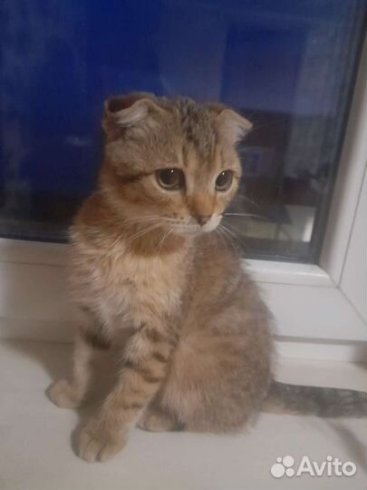 Котенок