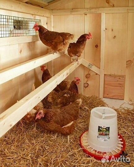 Куры несушки