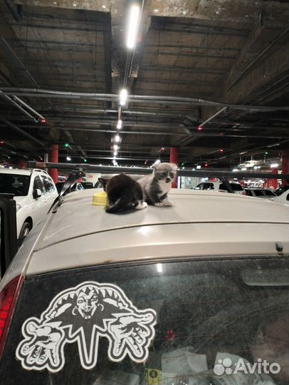 Кошка в дар бесплатно