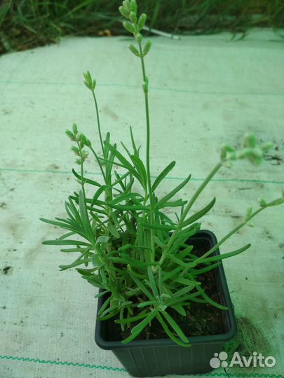 Рассада лаванды