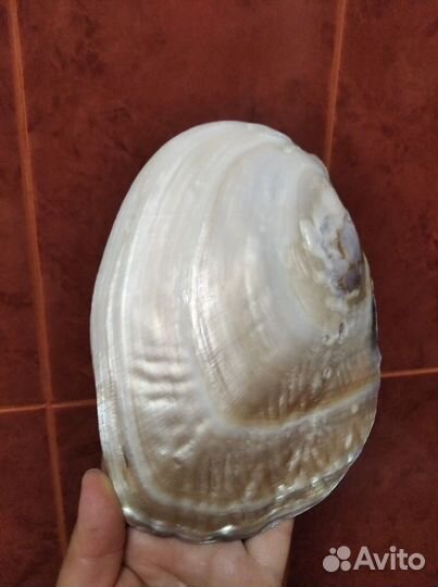 Морская ракушка раковина