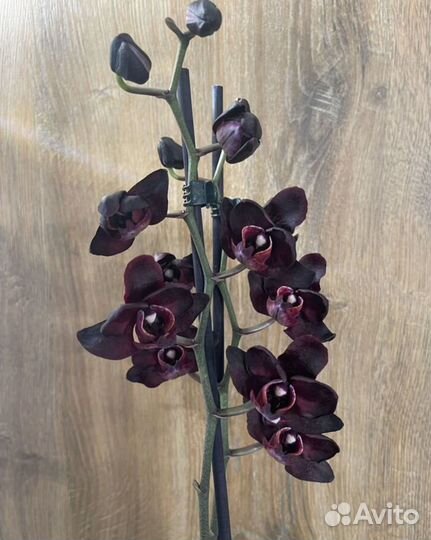 Бронь Чёрный Лебедь отцветает