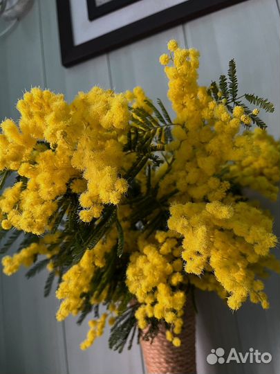Мимоза букетная