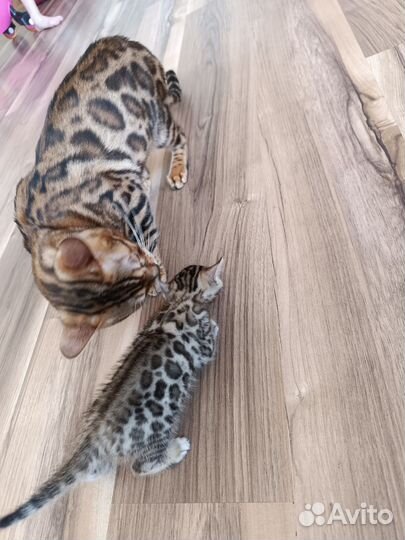 Бенгальский котик