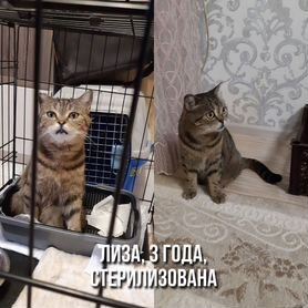 Кошечка