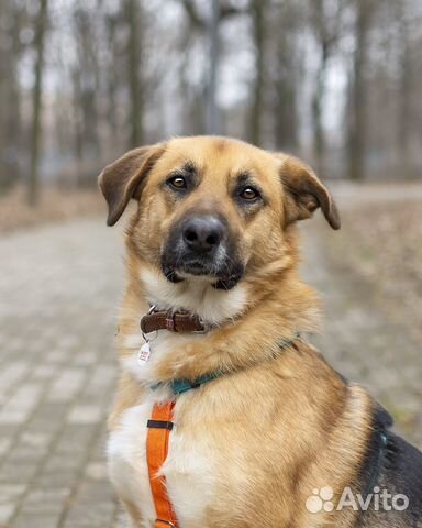 Бывшедомашний пёс в добрые руки