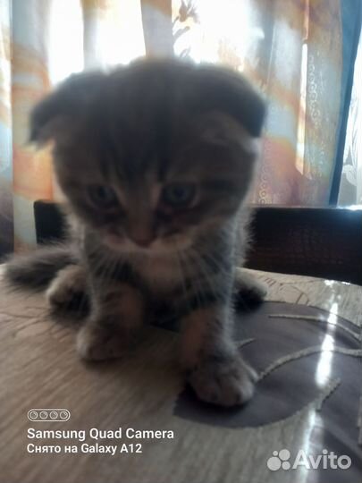 Шотландские котята
