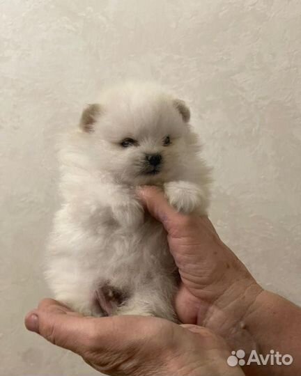 Шпицы мишки белые