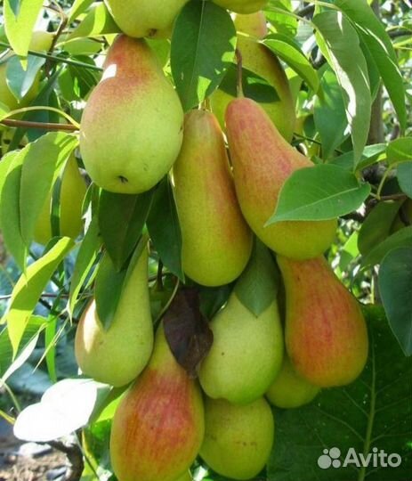 Груша Талгарка саженцы
