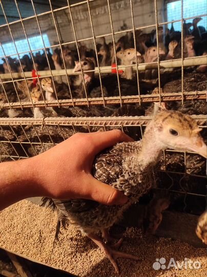 Индюшата подрощенные