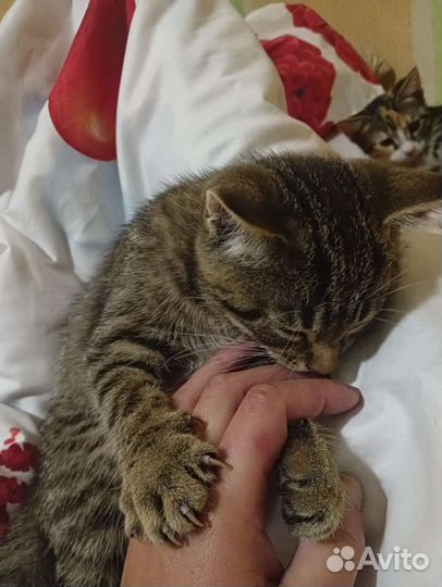 Шотландская кошка