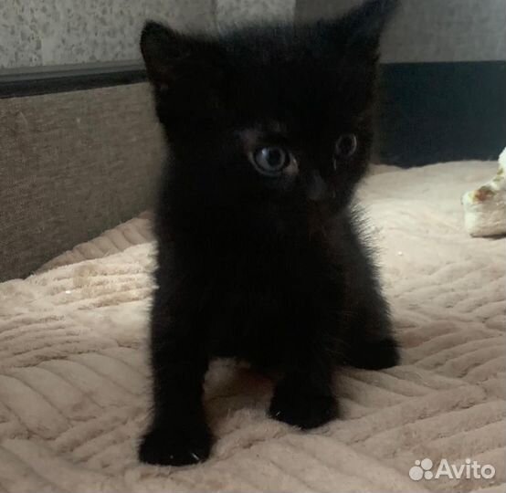 Котенок черный Пантереныш ищет дом