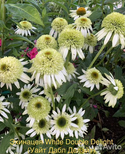 Многолетние цветы: Ромашка, Эхинацея, Гелениум