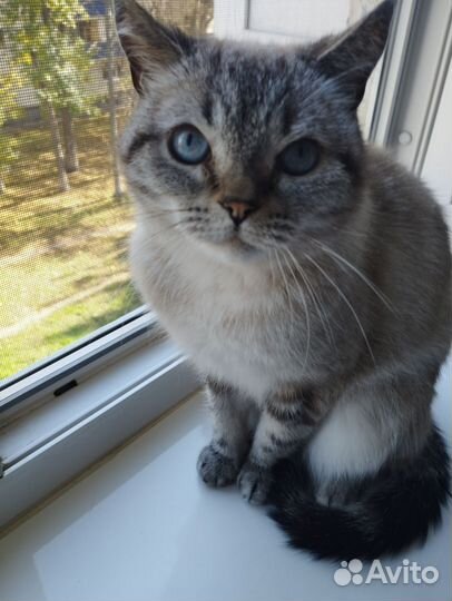 Тайская кошечка