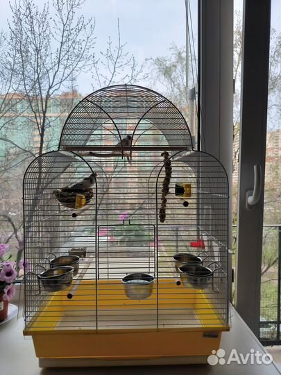 Зебровые амадины