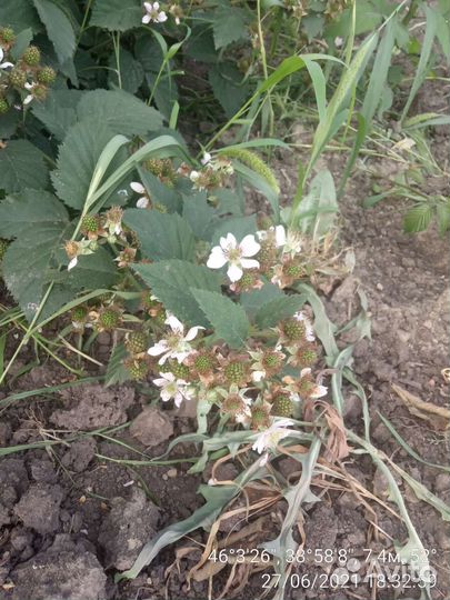 Саженцы ежевики