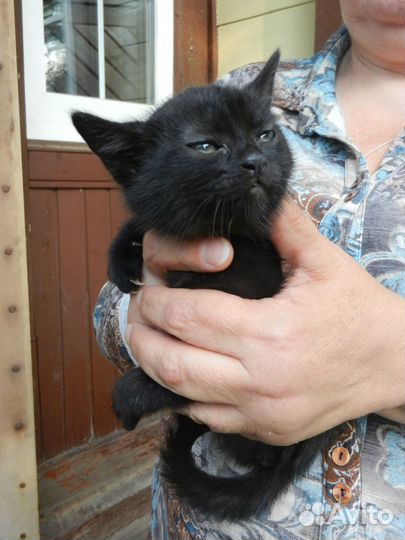 Котята ищут дом