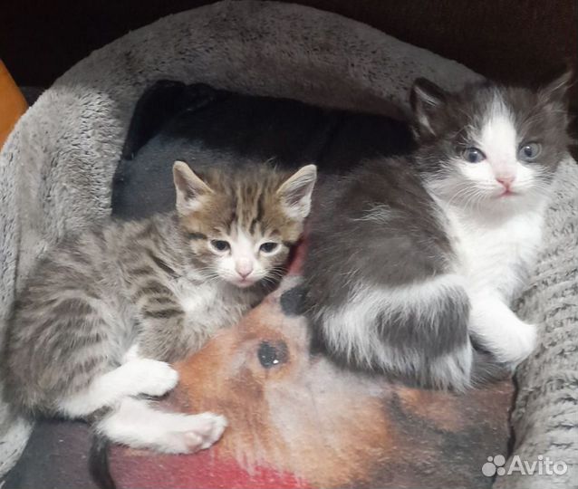 Котята 1.5 месяца