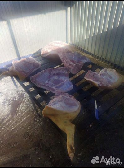 Домашняя свинина