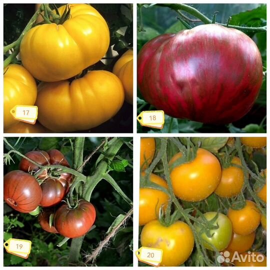 Семена томатов