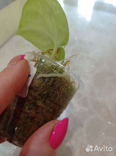 Сциндапсус триколор