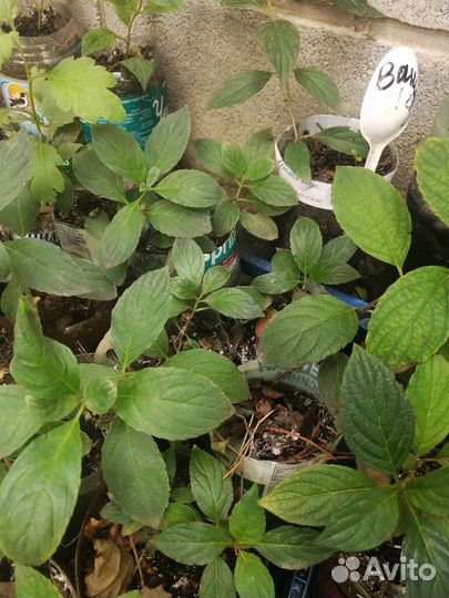 Гортензия метельчатая