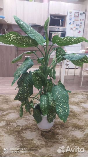 Диффенбахия