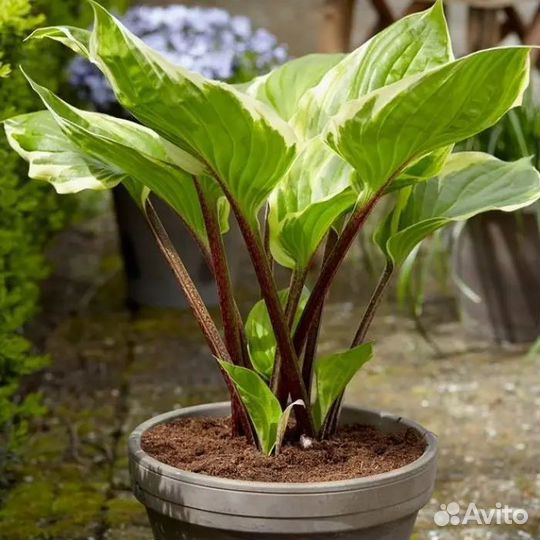 Хосты жёлтые