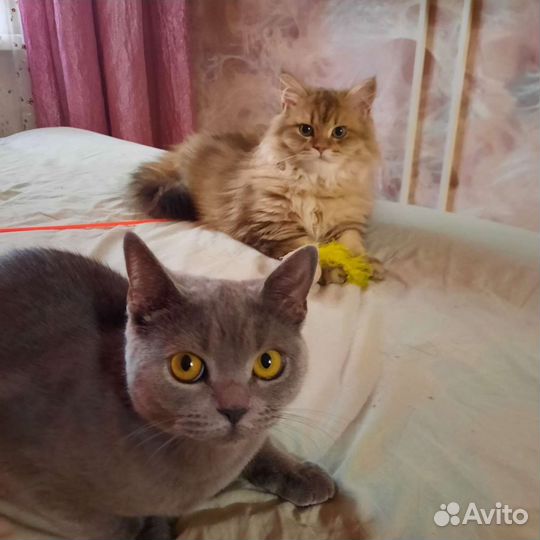 Передержка кошек и собак не больших размеров