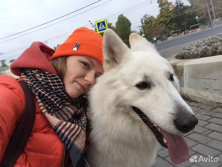 Выгул собак, зооняня