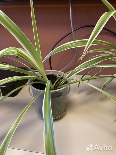 Хлорофитум